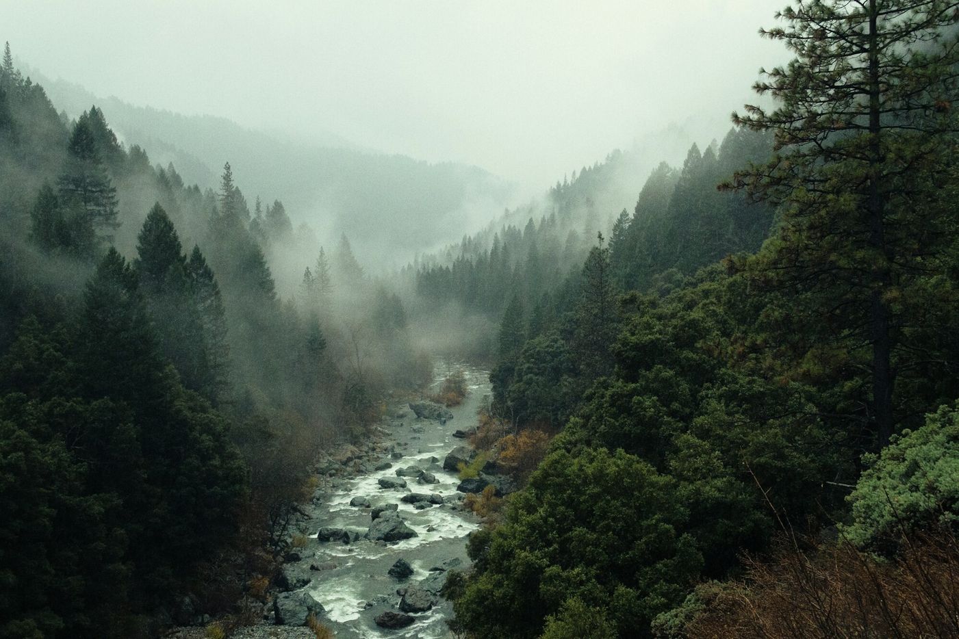 Misty forest in the Oregon valley